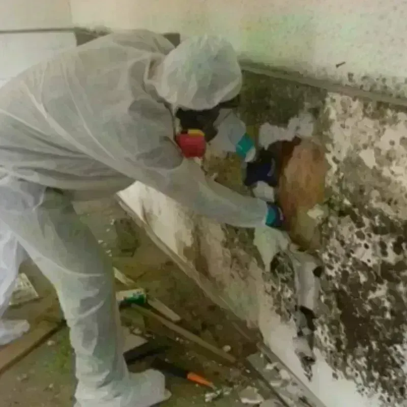 Mold Remediation and Removal in Audubon, IA